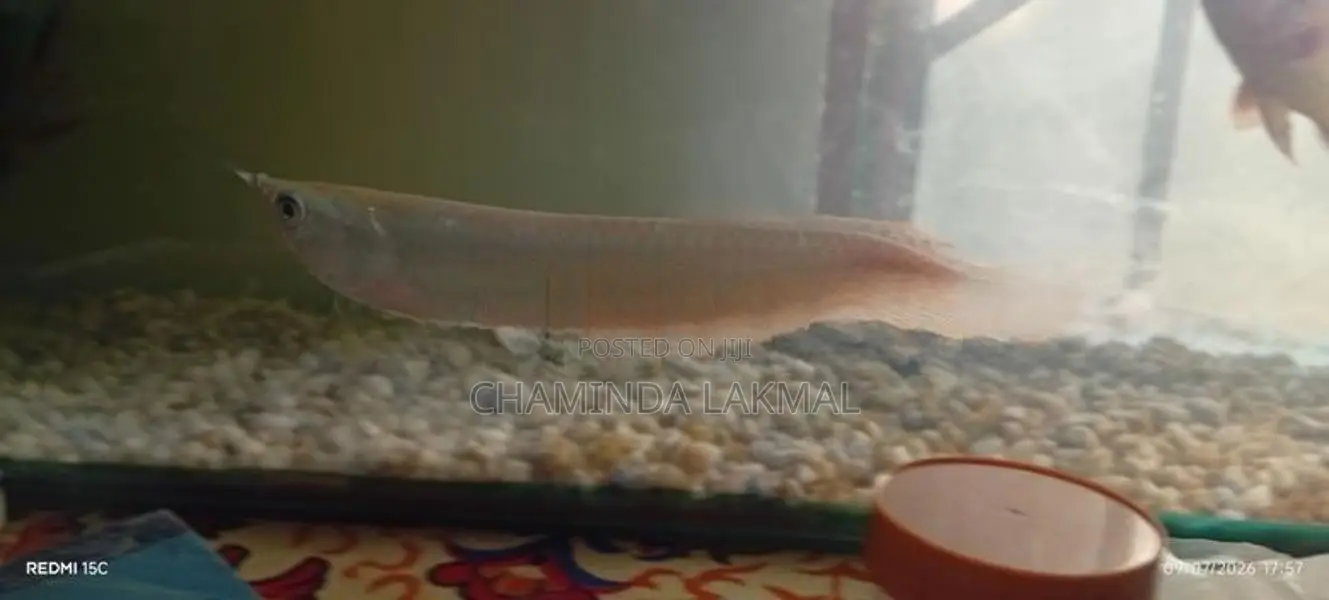 Silver Arowana