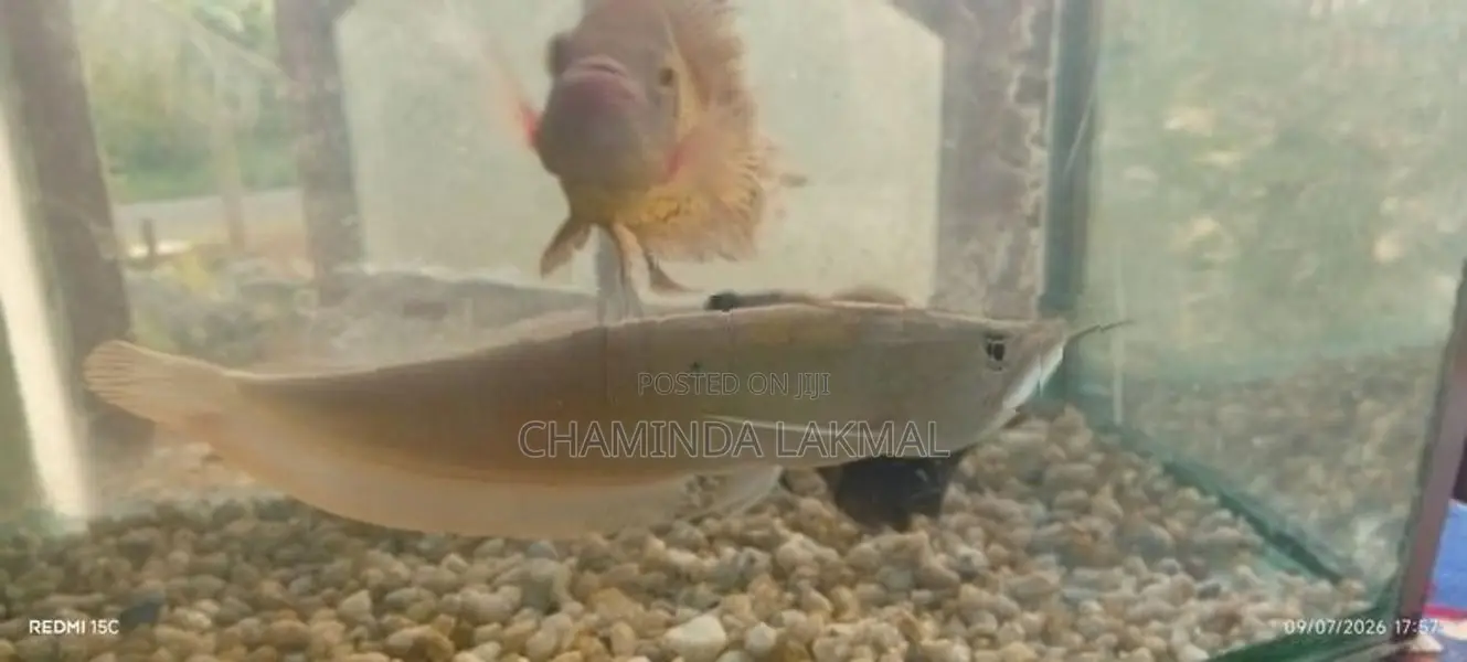 Silver Arowana