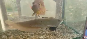 Silver Arowana