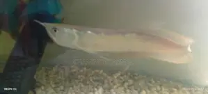 Silver Arowana