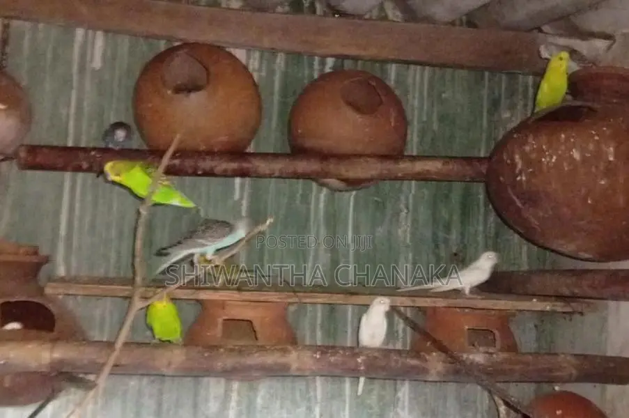 Love Birds