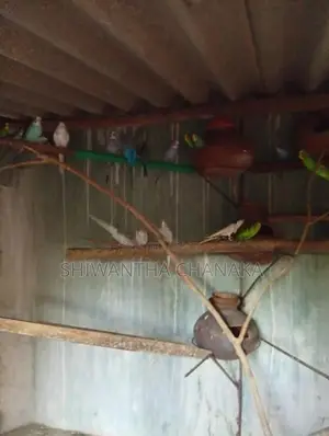 Love Birds