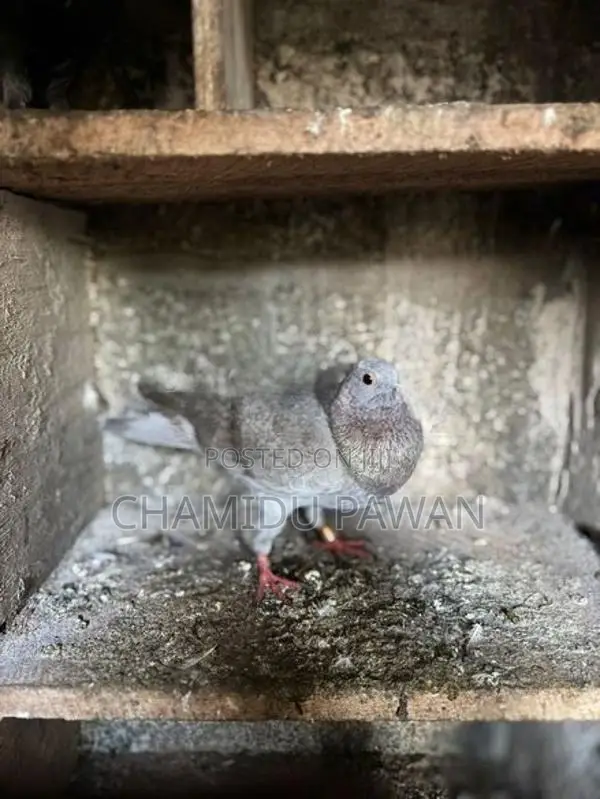 Pigeons