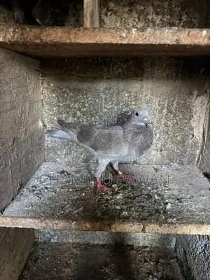Pigeons