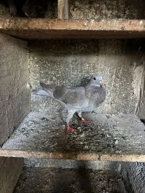 Pigeons