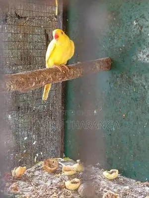 Yellow Parrot