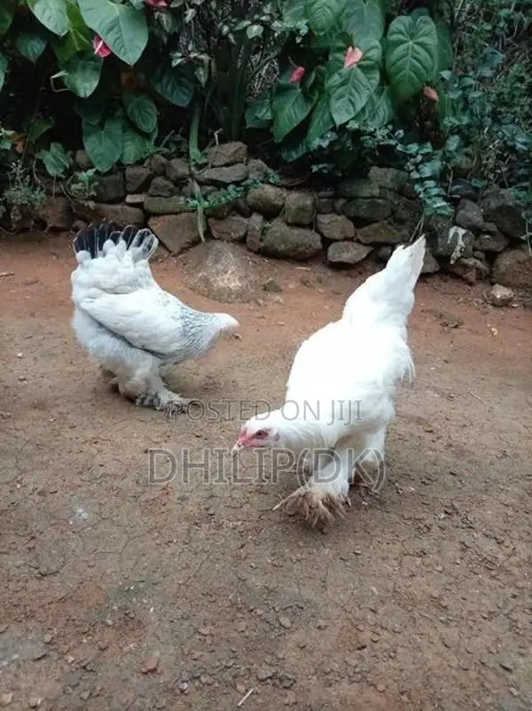 Brahma Chickens