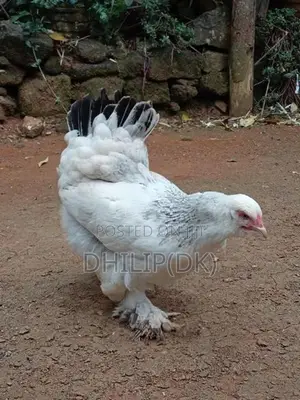 Brahma Chickens