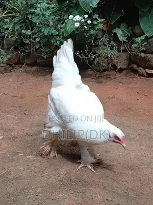 Brahma Chickens