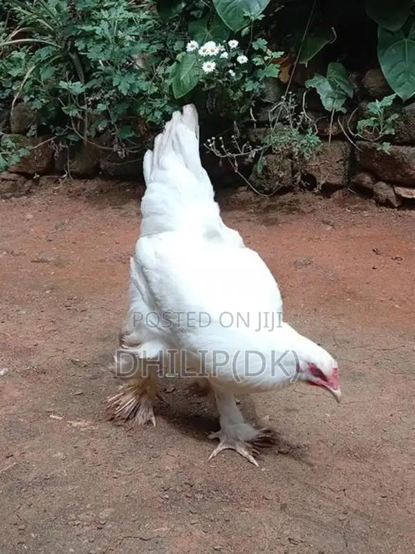 Brahma Chickens