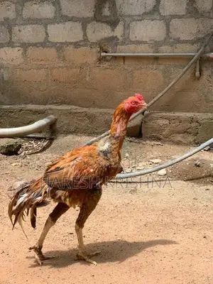 Long Tail Roosters