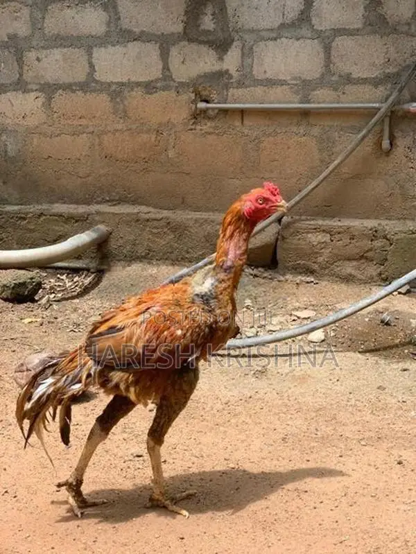 Long Tail Roosters