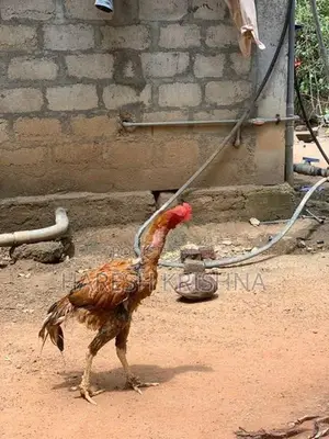 Long Tail Roosters