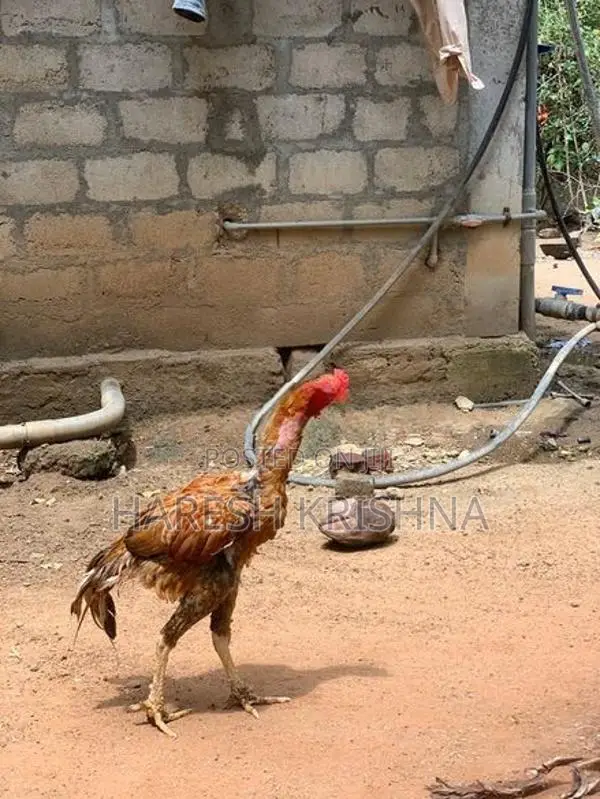 Long Tail Roosters