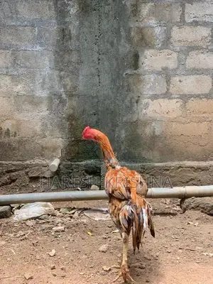 Long Tail Roosters