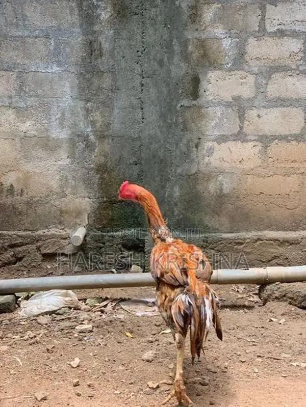 Long Tail Roosters