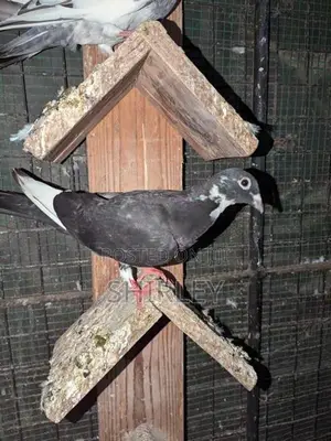 Pigeons