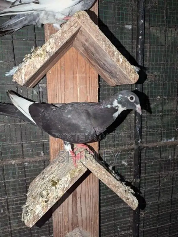 Pigeons