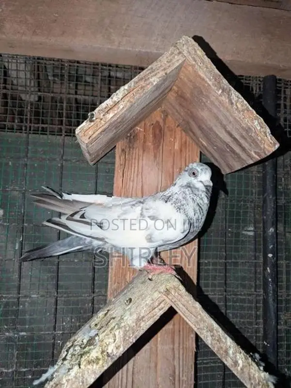 Pigeons