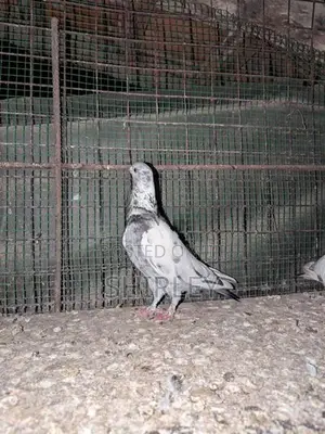 Pigeons