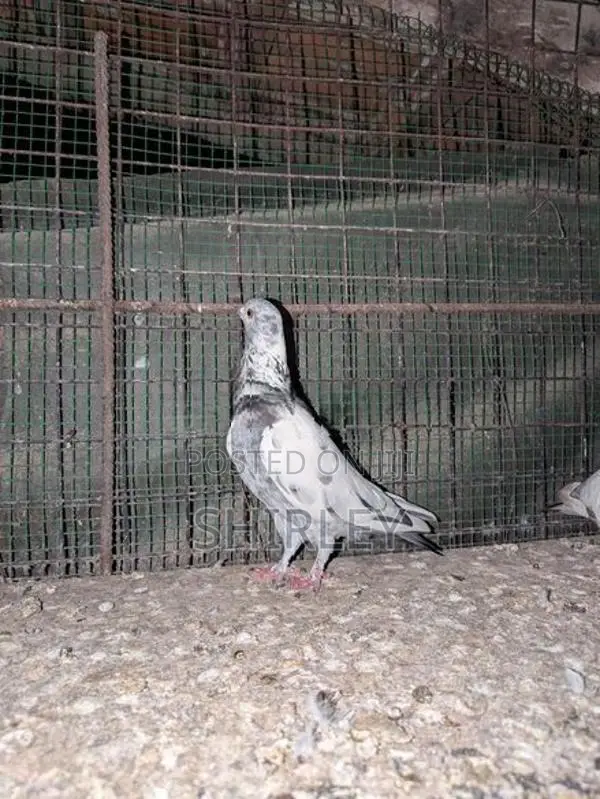 Pigeons