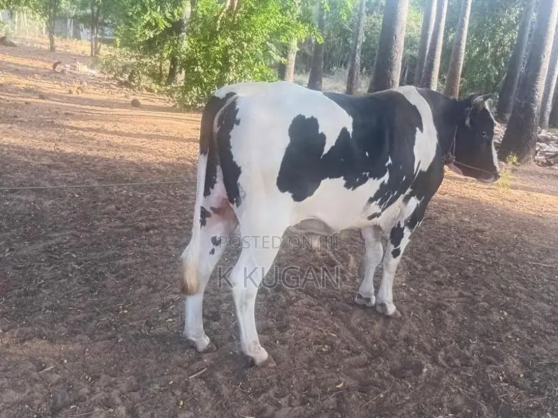 மாடுகள்