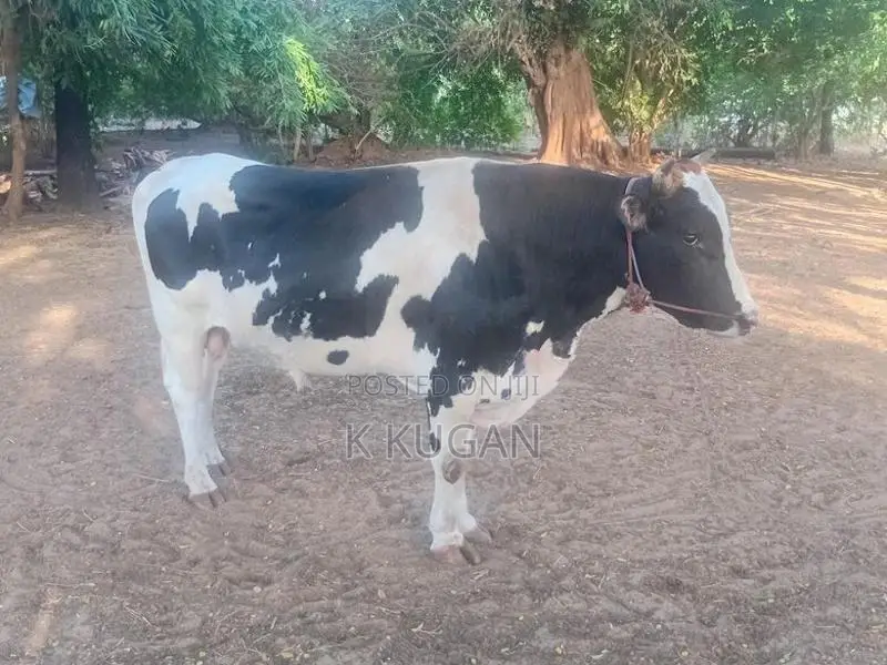 மாடுகள்