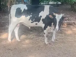 மாடுகள்