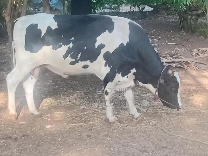 மாடுகள்