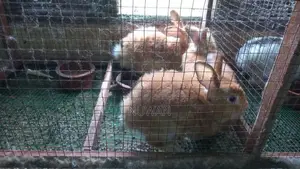 Angora Rabbit