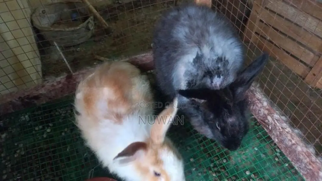 Angora Rabbit