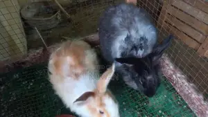 Angora Rabbit