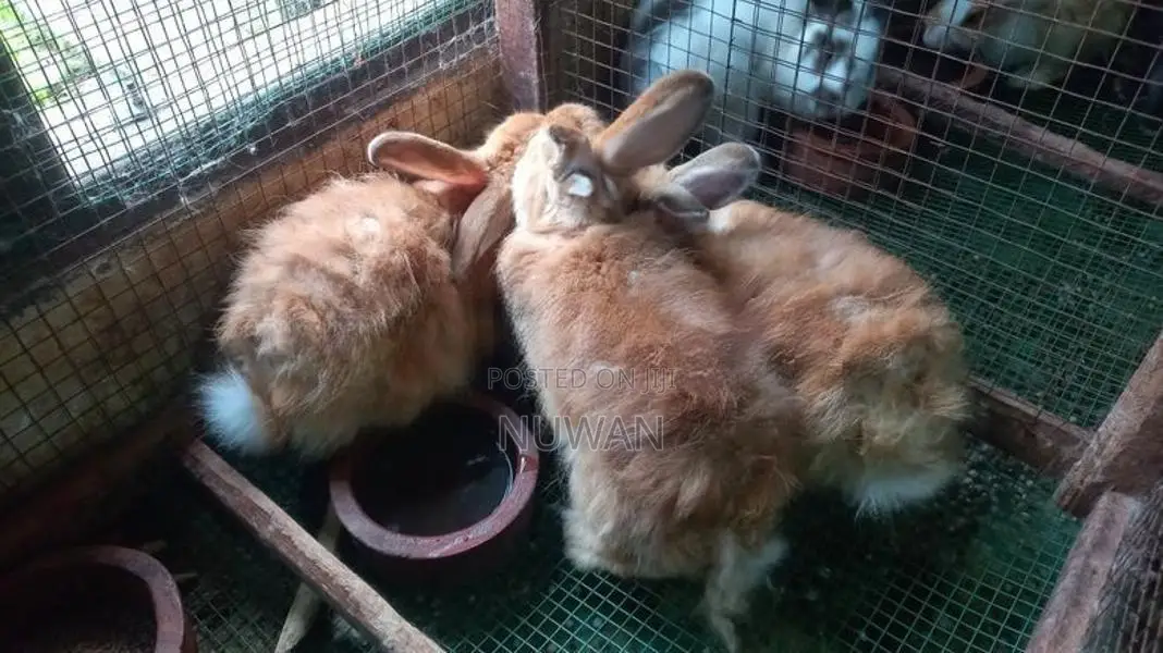 Angora Rabbit
