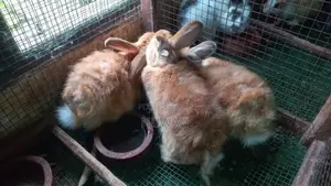 Angora Rabbit