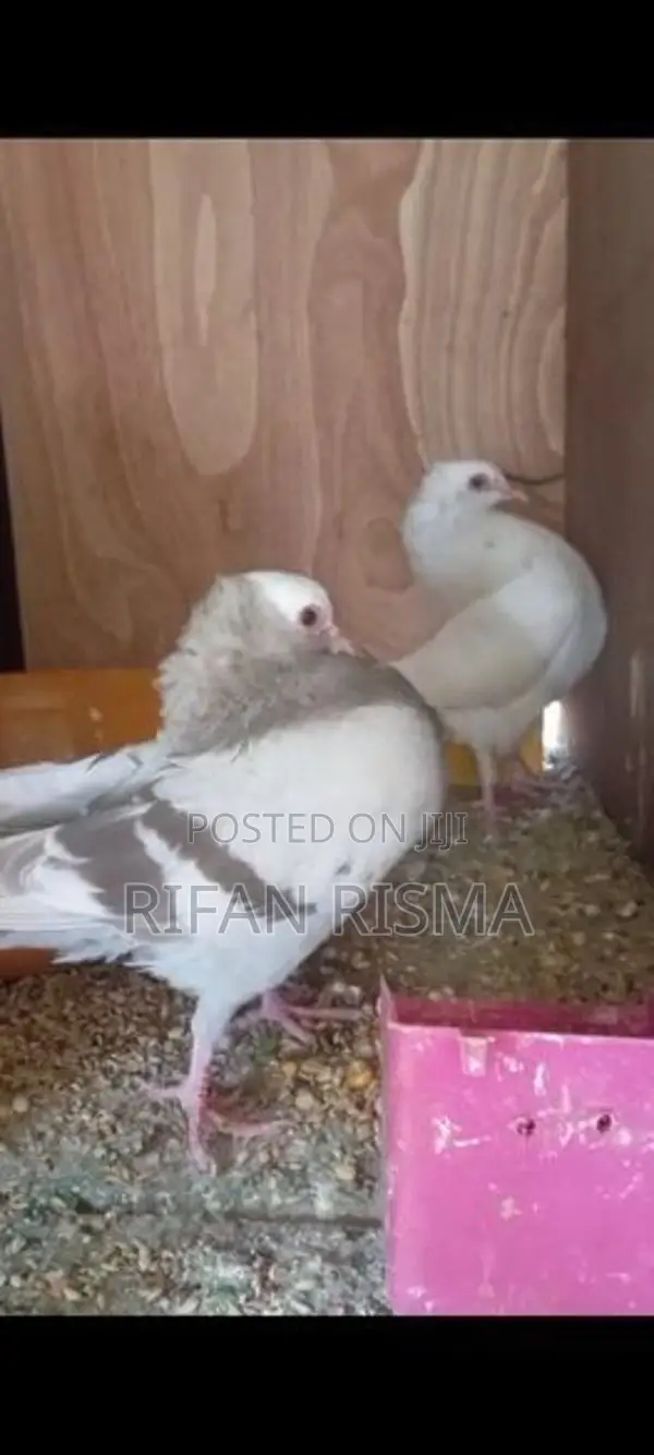 Pigeons