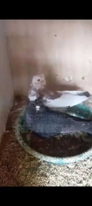 Pigeons