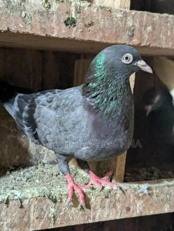 Pigeons