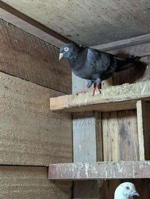 Pigeons