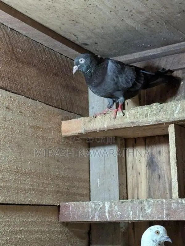 Pigeons