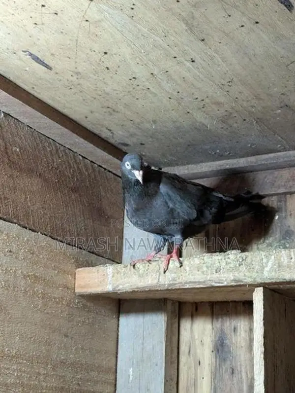 Pigeons