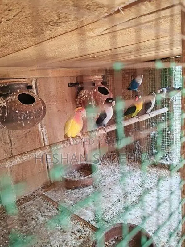 African Lovebirds