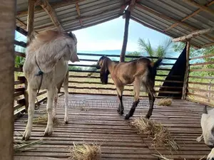 එළුවන්