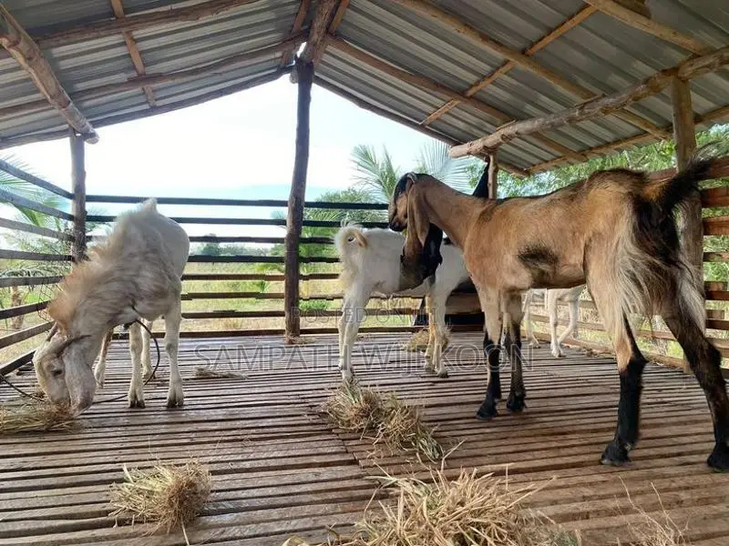 එළුවන්