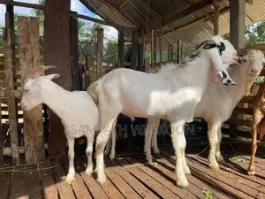එළුවන්