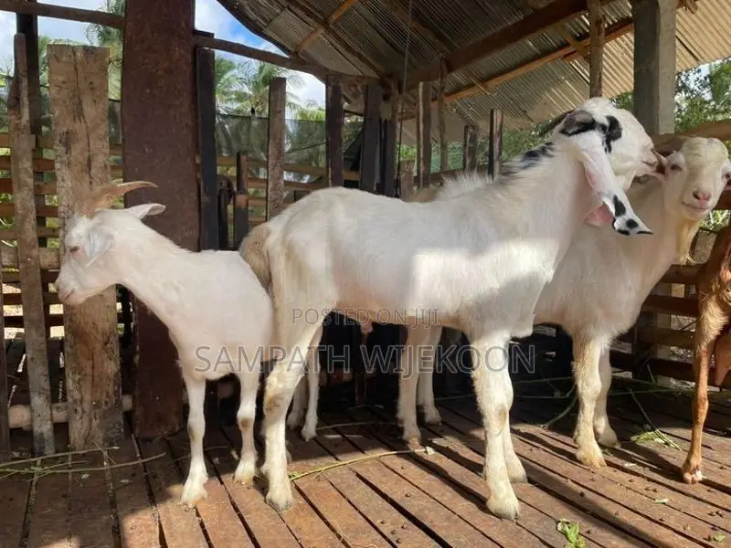 එළුවන්