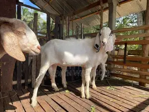 එළුවන්