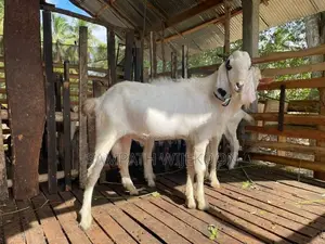 එළුවන්
