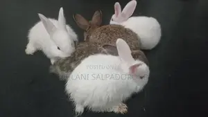 Rabbits