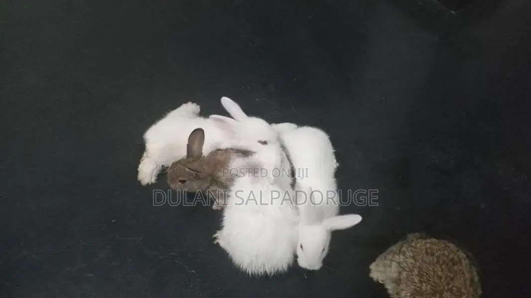 Rabbits