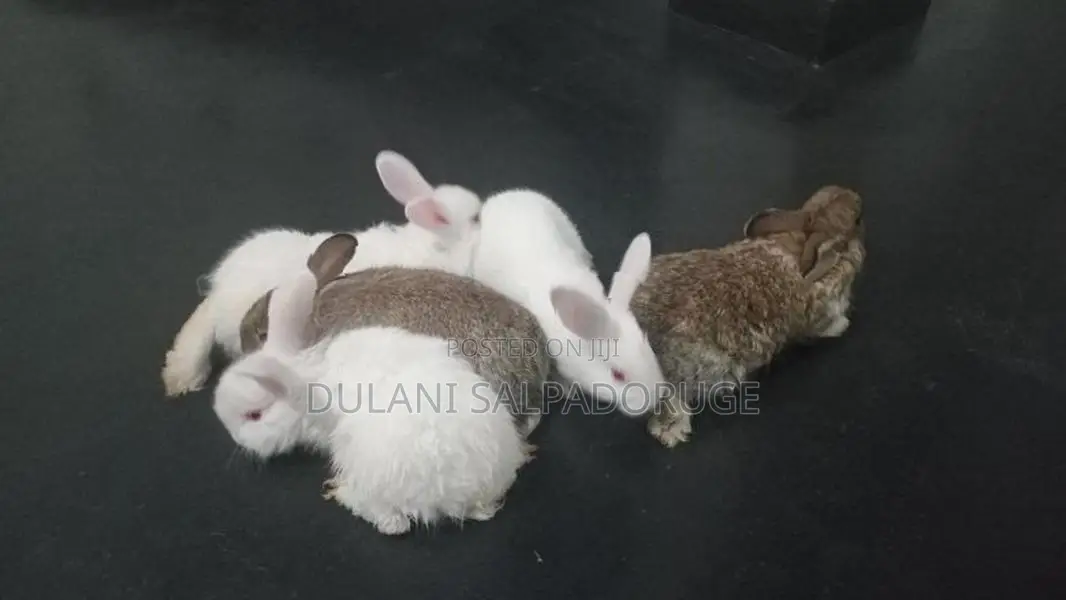 Rabbits